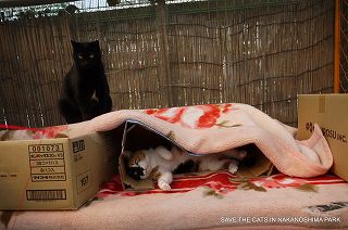 忍び寄る黒い影…