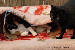 モードさん、あきれ顔…