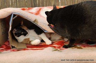 さすがはおもちゃハンター