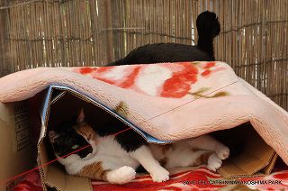 モードさんは終始あきれ顔のまま…