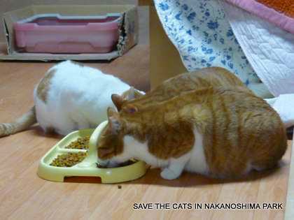 ちゃんとご飯にやってくるようになり…