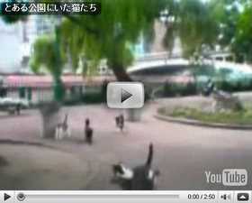 公園にいたころの仲間たちの様子です。