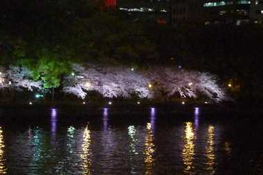 大川堤の夜桜