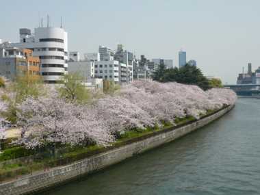 美しい桜並木が続きます
