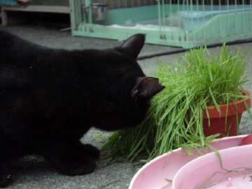 大黒も猫草を食べました！