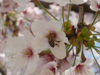 蜂も桜が好き？