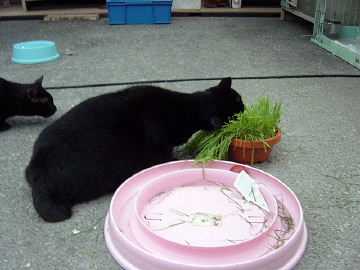 大黒の後、悟空が食べてます！