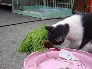 粘り勝ちで猫草を一人占め…