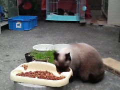 シャムちゃんのやけ食い、初めて見ました…