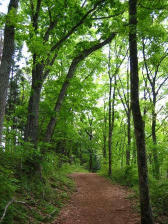 陣馬山　登山道.jpg