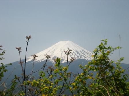 お花と富士山.jpg