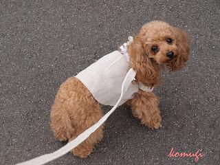 こむぎ１
