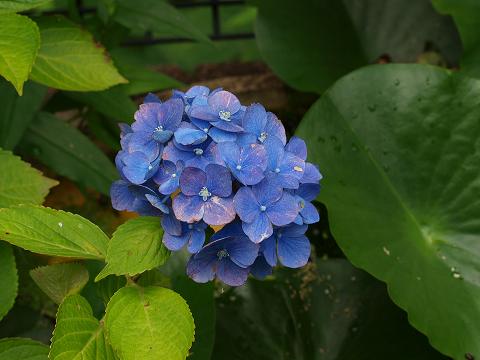 秋色紫陽花