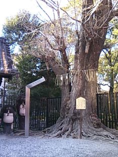 鎮護堂 イチョウ