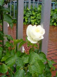 築地川祝橋公園　白いバラ.jpg