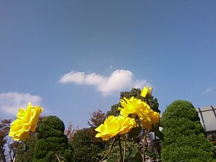 秋薔薇
