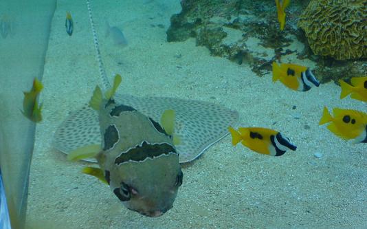 ヒトツラハリセンボン