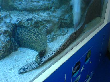 頭隠て尻隠さずの　見本　ニセゴイシウツボ