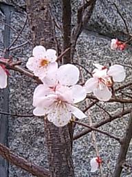 お寺の前の梅の花、でも実はね.jpg