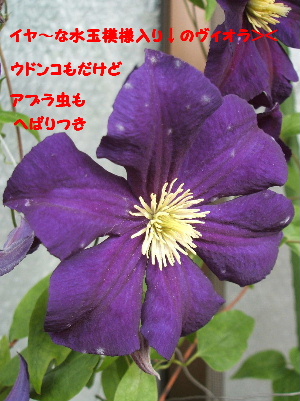 2009_0619ベランダ0008a.JPG