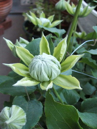 2009_0412ベランダ0012.JPG