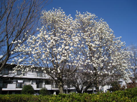 IMG_4062a.jpg