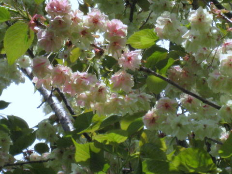 IMG_4936a.jpg