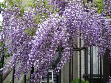 IMG_5289c.jpg