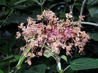 IMG_7386.jpg
