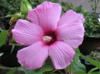 IMG_6853.jpg