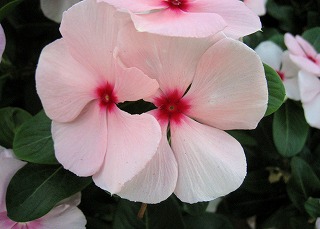 IMG_6945k.jpg