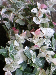 IMG_7711.jpg