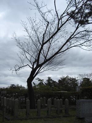 奈良の八重桜