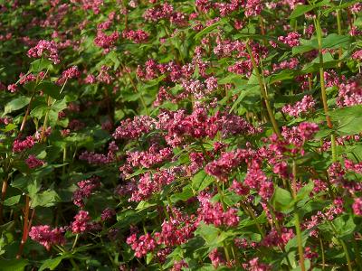 赤いそばの花