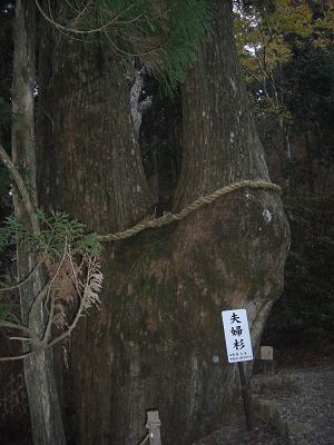 夫婦杉