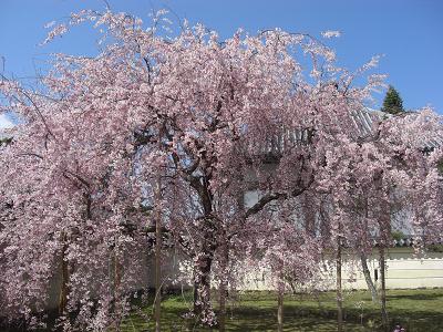 法華寺の桜