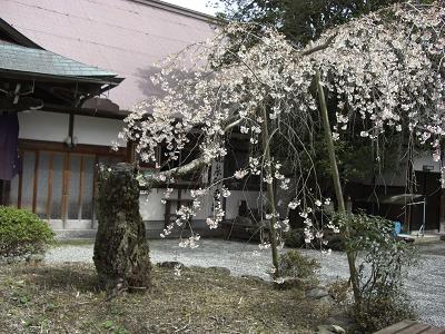 夢見桜