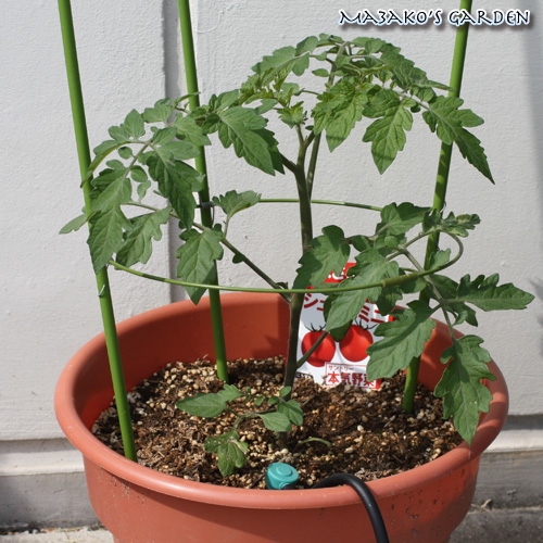 ミニトマト わき芽とり Ma3ako S Garden 楽天ブログ
