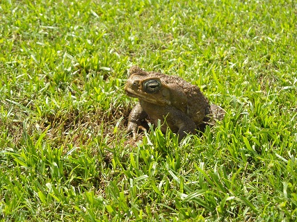 talofofo NO10 カエル