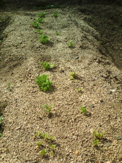 20100509085901.jpg