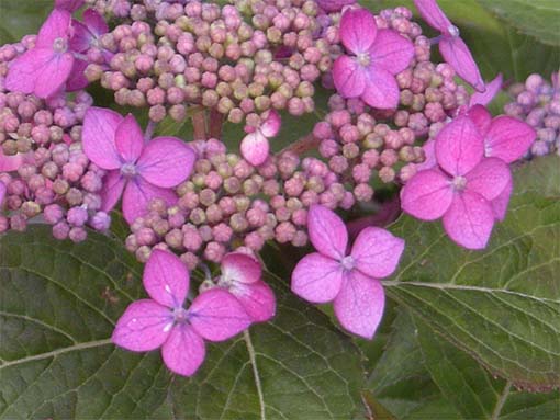 額紫陽花アップ1