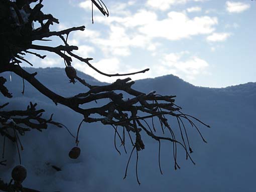 雪景色（ヒメリンゴ残骸）