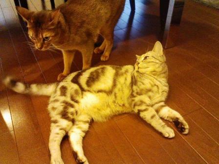 なかよしにゃんこ