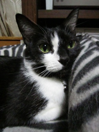 花梨 ６歳の誕生日 11.4.18