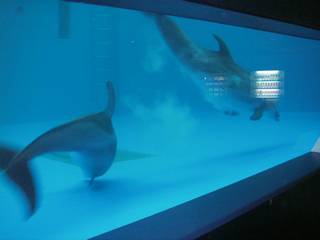 しながわ水族館のイルカ