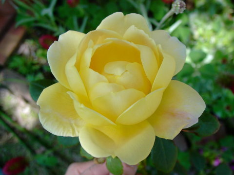 KIF_1507.JPG