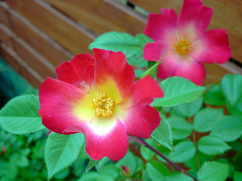 KIF_1545.JPG