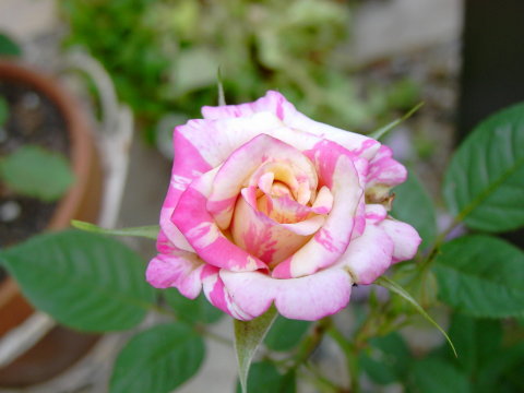 KIF_1654.JPG
