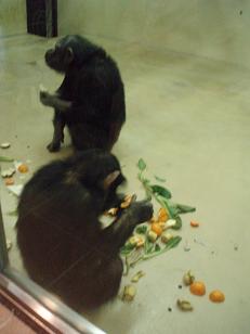 tama zoo chinpanzee