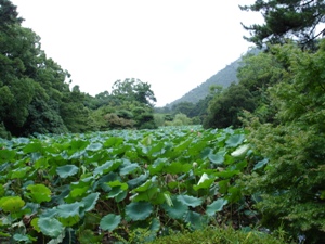 栗林公園の蓮